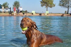 Yappy Hour